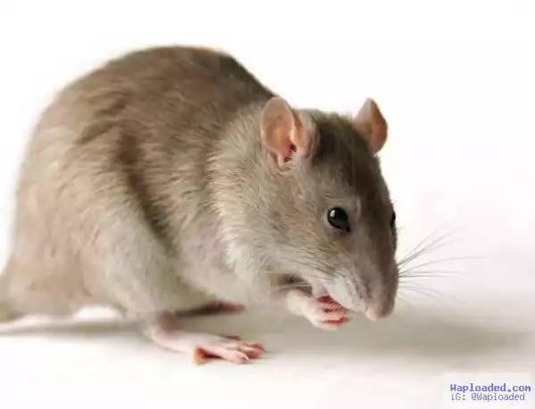 Medical Doctor Dies Of Lassa Fever In Rivers State